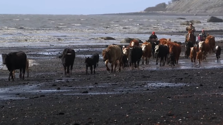 cattle being herded by the ocean