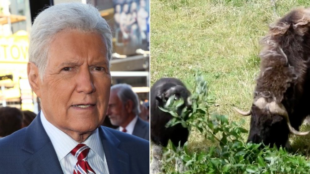 Alex Trebek, musk oxen