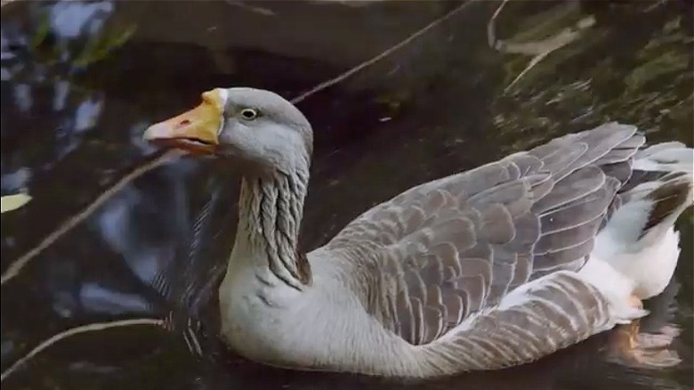 Mert the goose swimming