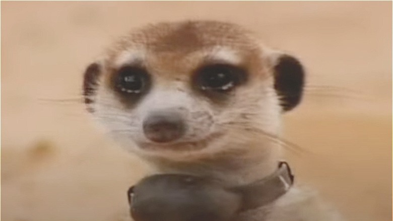 Flower the meerkat looking at something