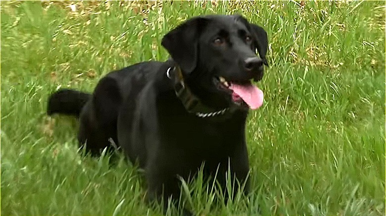 Ruby the dog in the grass