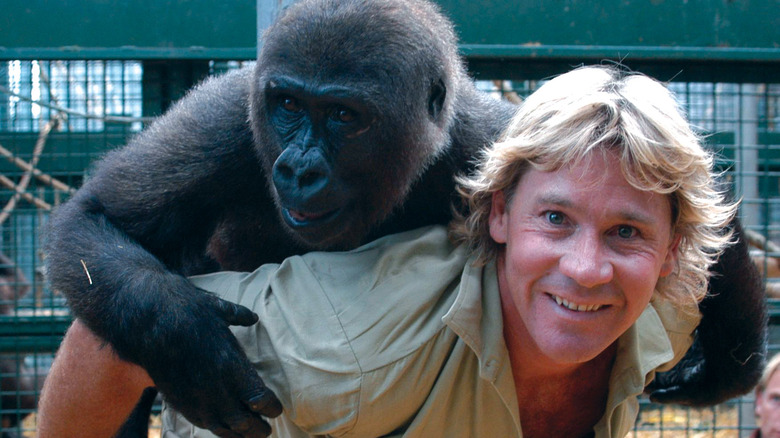 Steve Irwin cuddles with a gorilla, smiling