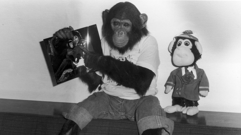 Michael Jackson's chimpanzee, Bubbles, pointing to a photo