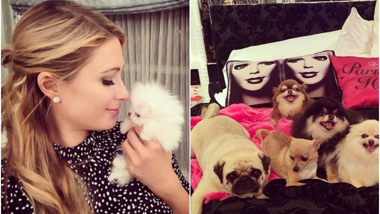 Paris Hilton with her puppies