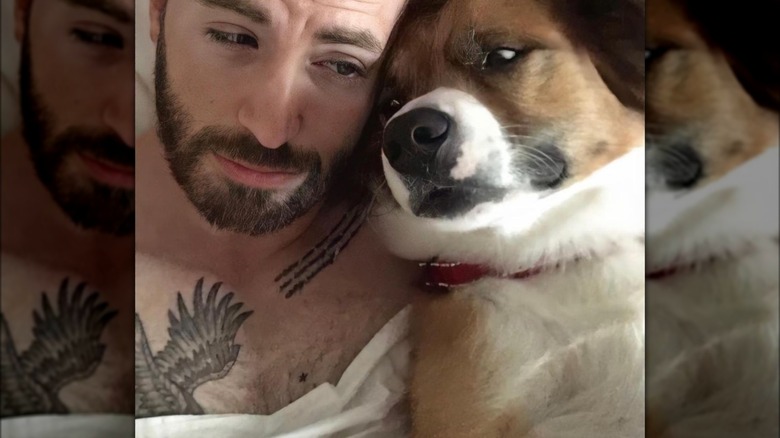 Chris Evans with dog Instagram