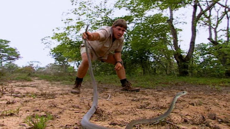 Steve Irwin and black mamba