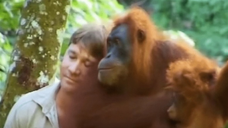 Steve Irwin bonding with orangutan