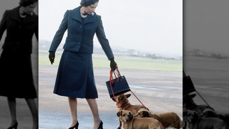 Queen Elizabeth with her corgis in 1976