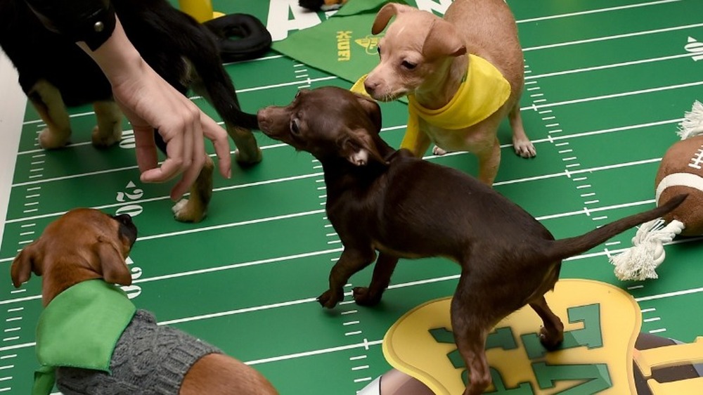 Puppies playing in the puppy bowl