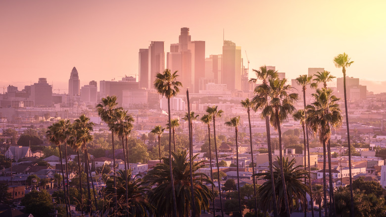 Palm trees overlooking Los Angeles