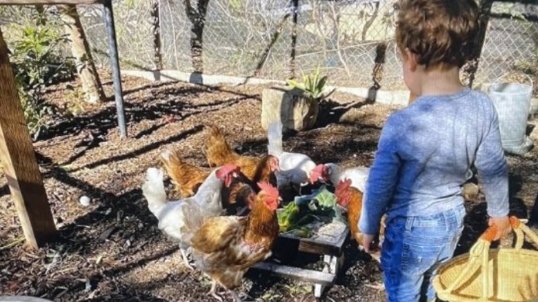 Archie with his chickens