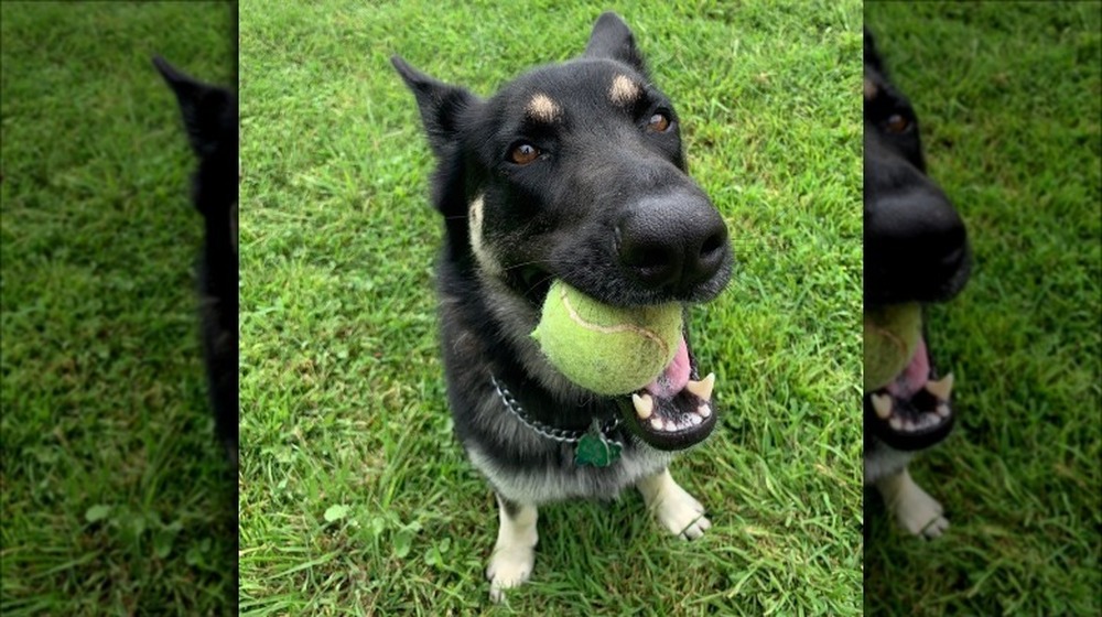 Major Biden with a ball in his mouth