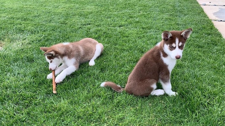 Jack and Jill on the grass