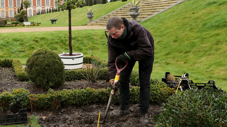 A gardener digs a hole.