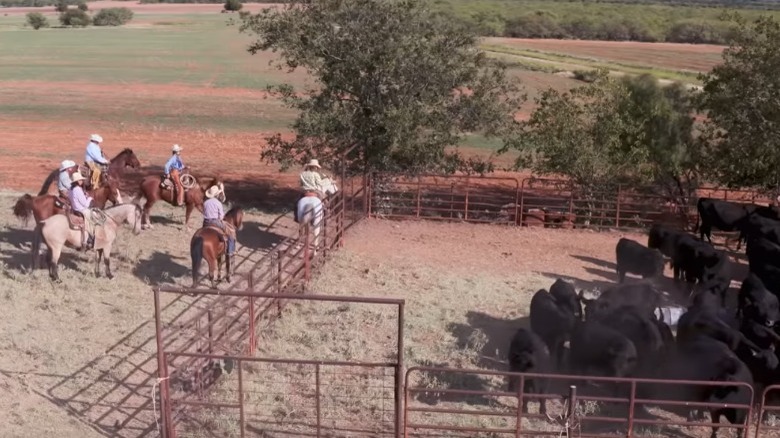 Cast members riding horses on How to Be a Cowboy