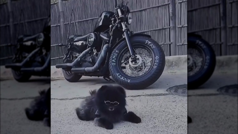 Pomeranian wearing sunglasses with motorcycle