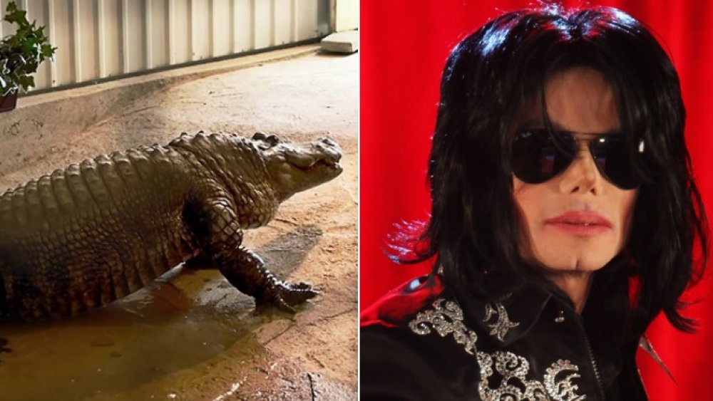 Alligator and Michael Jackson