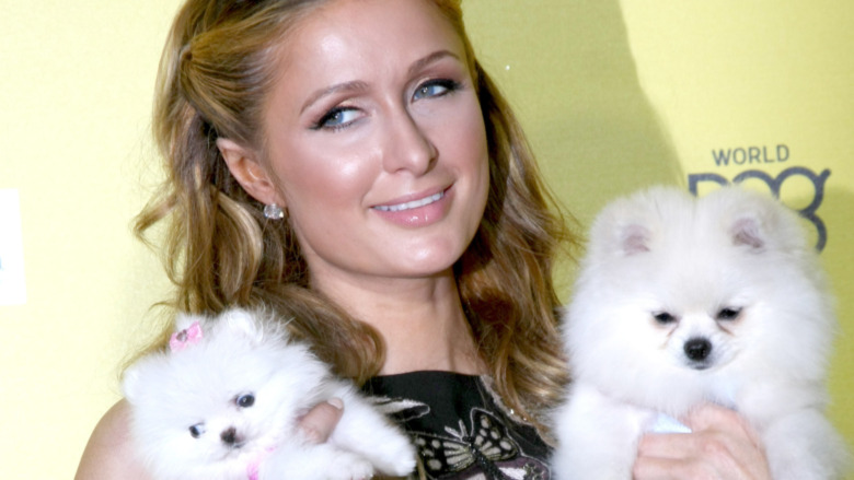 Paris Hilton smiling with dogs