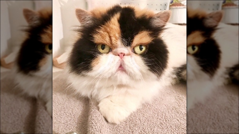 Princess Peony, Martha Stewart's cat