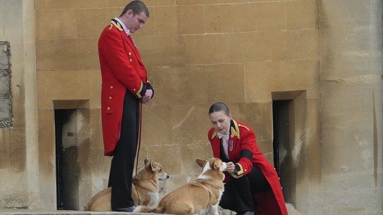 Queen Elizabeth's corgis await her arrival