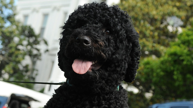 Portuguese water dog Bo outside White House