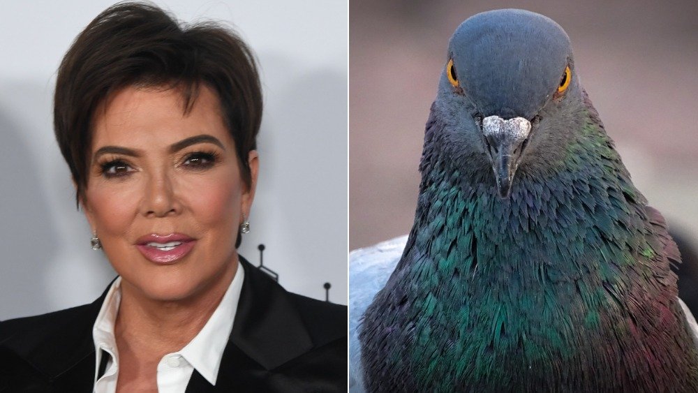 Kris Jenner, pigeon