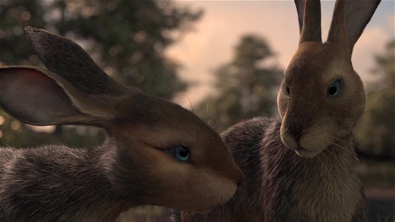 Two rabbits looking at each other