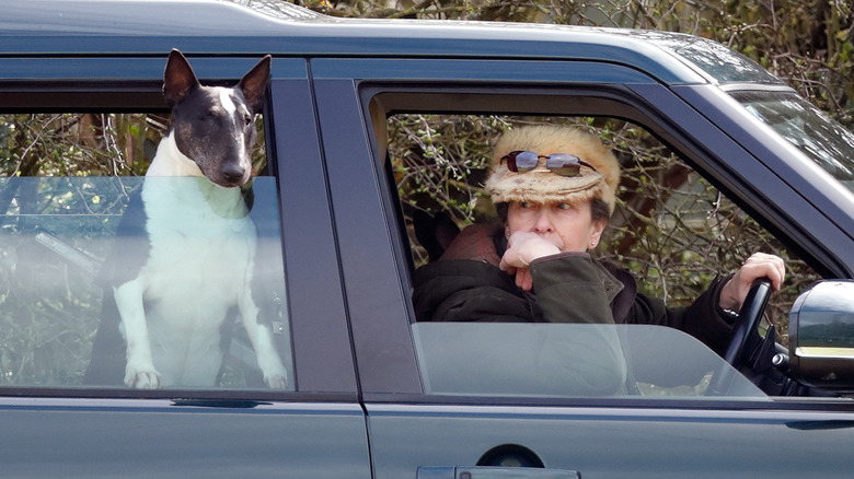 Princess Anne in car with dog