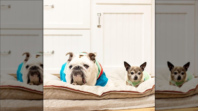 two dogs sitting down