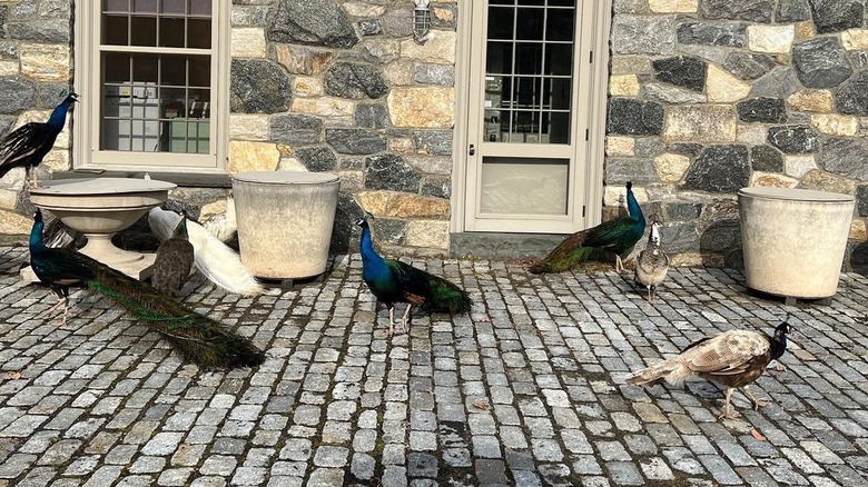 Martha Stewart's peacocks