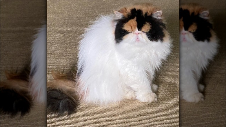 Martha Stewart's cat Princess Peony