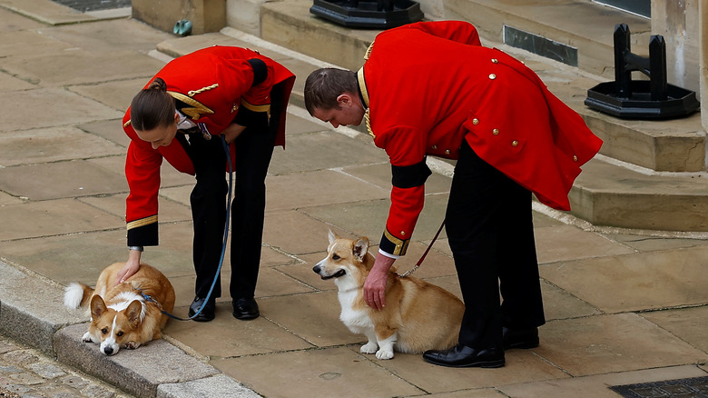 Royal corgis at Queen Elizabeth II funeral