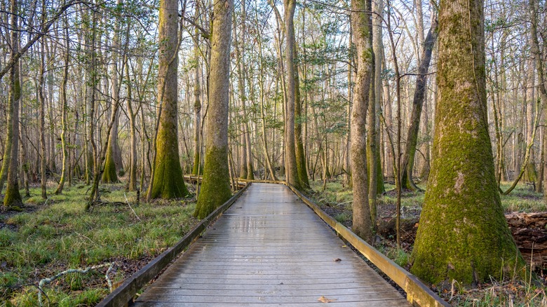 Photo of national park among trees