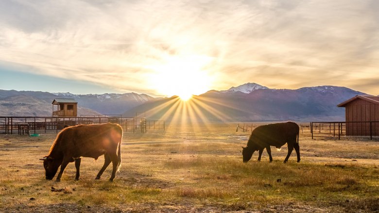 Cattle ranch in California