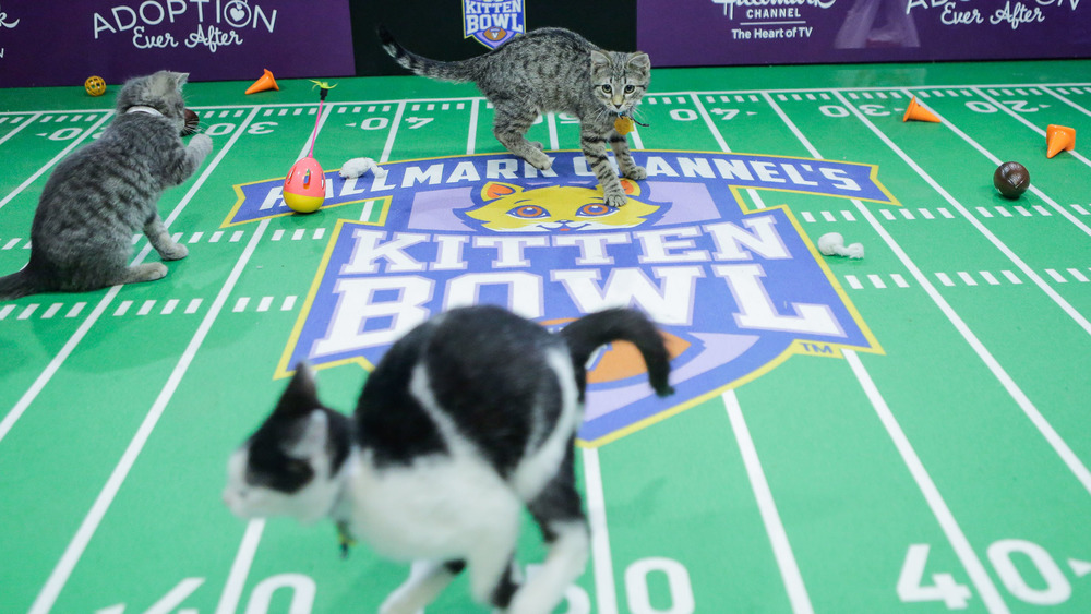 Kittens face off on Hallmark Channel's Kitten Bowl