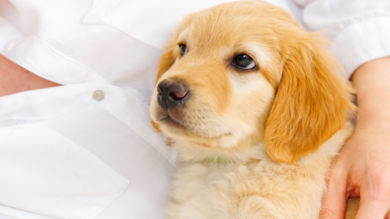 Puppy being held