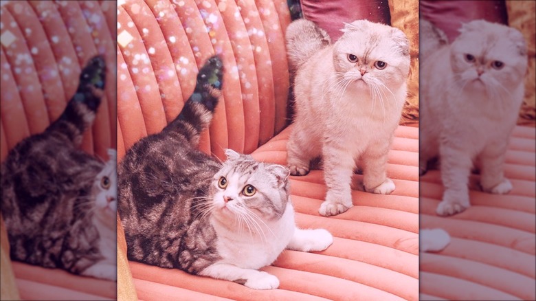 Taylor Swift's two cats on the couch