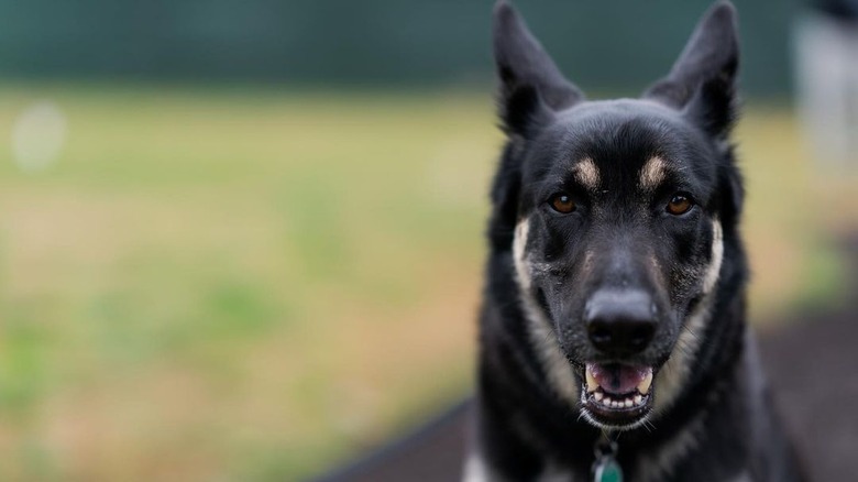 major biden the dog looking at the camera