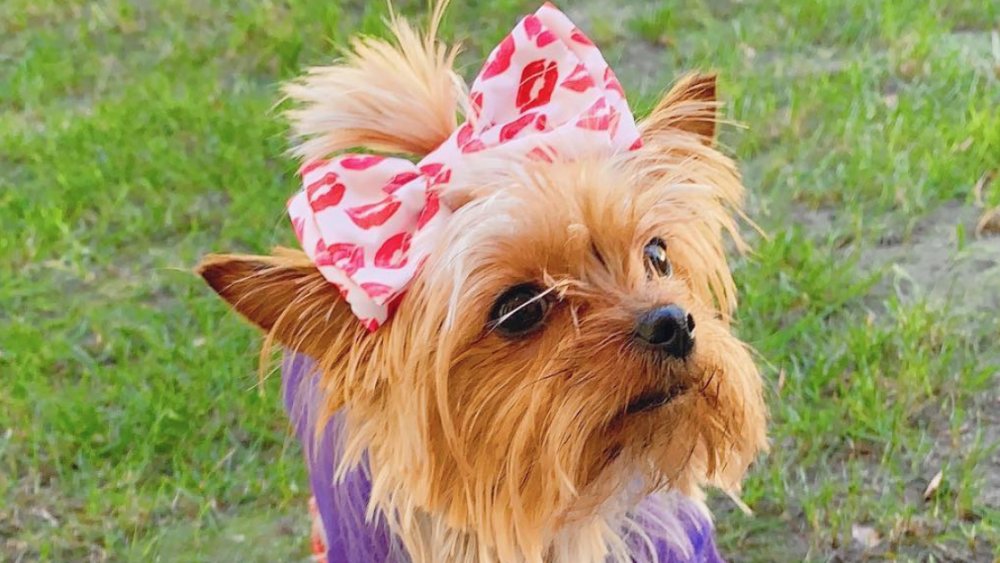 JoJo Siwa's dog BowBow wears bows too