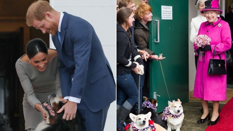 Meghan Markle, Prince Harry and a dog, Queen Elizabeth and corgis