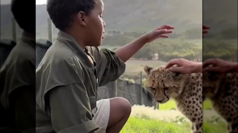 Young boy petting a cheetah