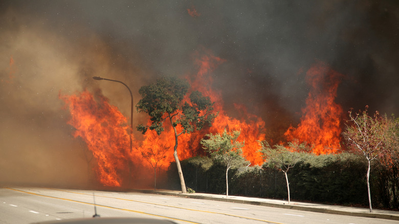 wildfire burning tree smoke