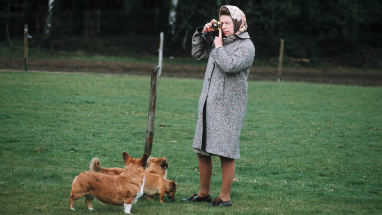 Queen Elizabeth and her corgi dogs 