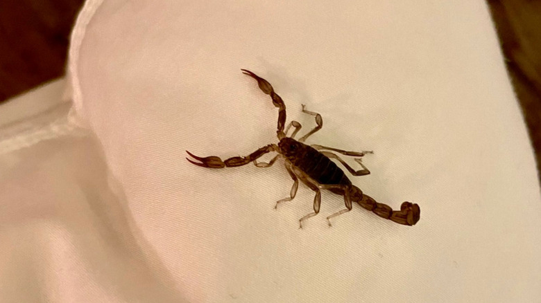 scorpion on pillow 