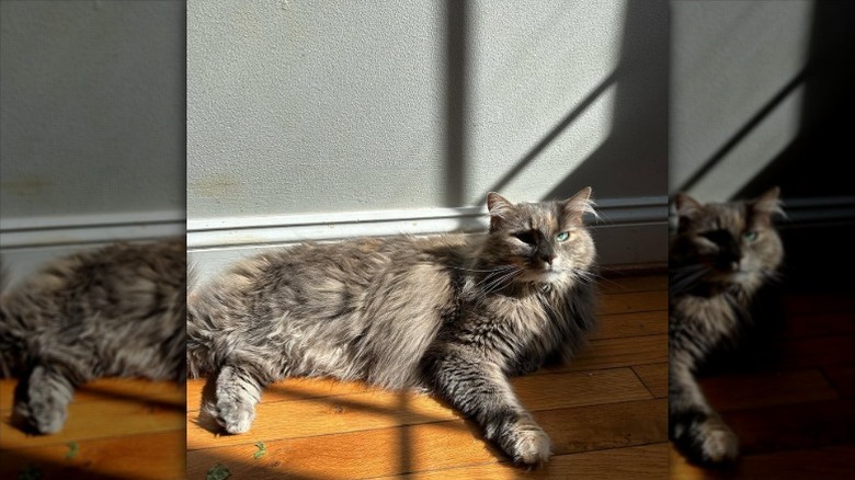 Bonnie Chapman's late cat Plum soaking up the sun