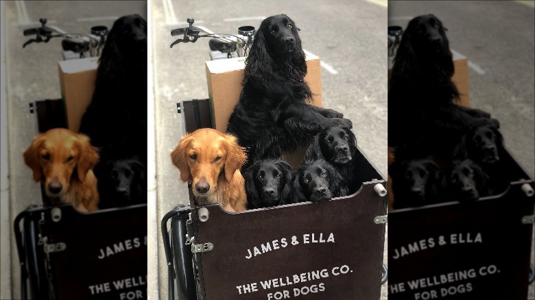 Dogs riding James and Ella bike