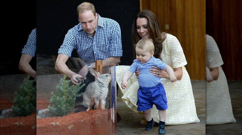 Prince George looking at a bilby