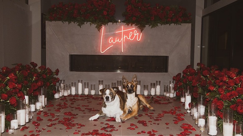 Remi and Lily lying down in a kitchen decorated with candles and roses