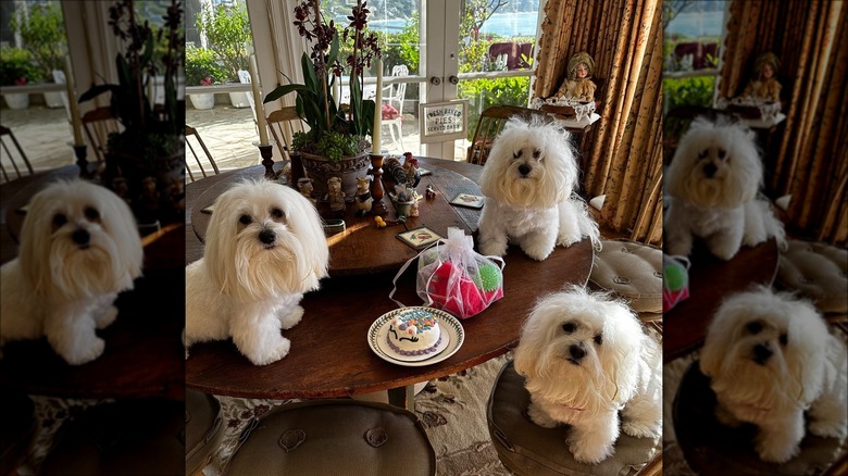 Barbra Streisand's dogs in her home
