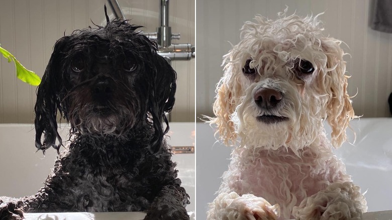 dogs Butter and Gordo, sopping wet and peeking out of a bath